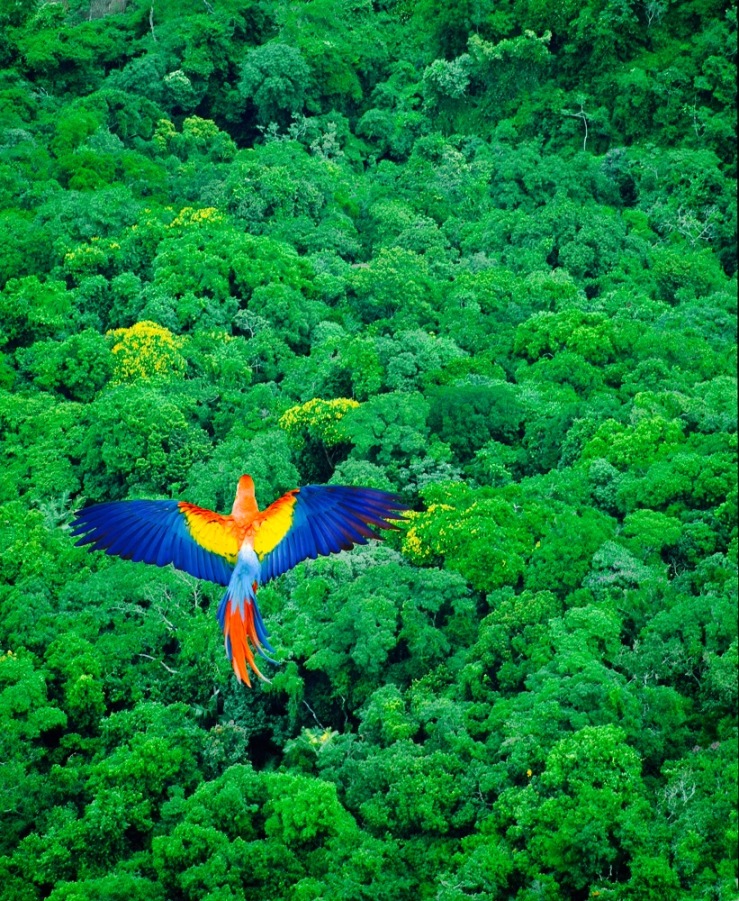 Scarlet Macaw Flying Over Rainforest